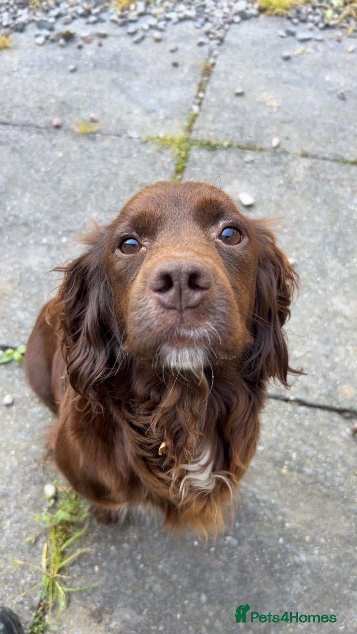 Sprocker dogs Sprocker pups for sale - Advert 13