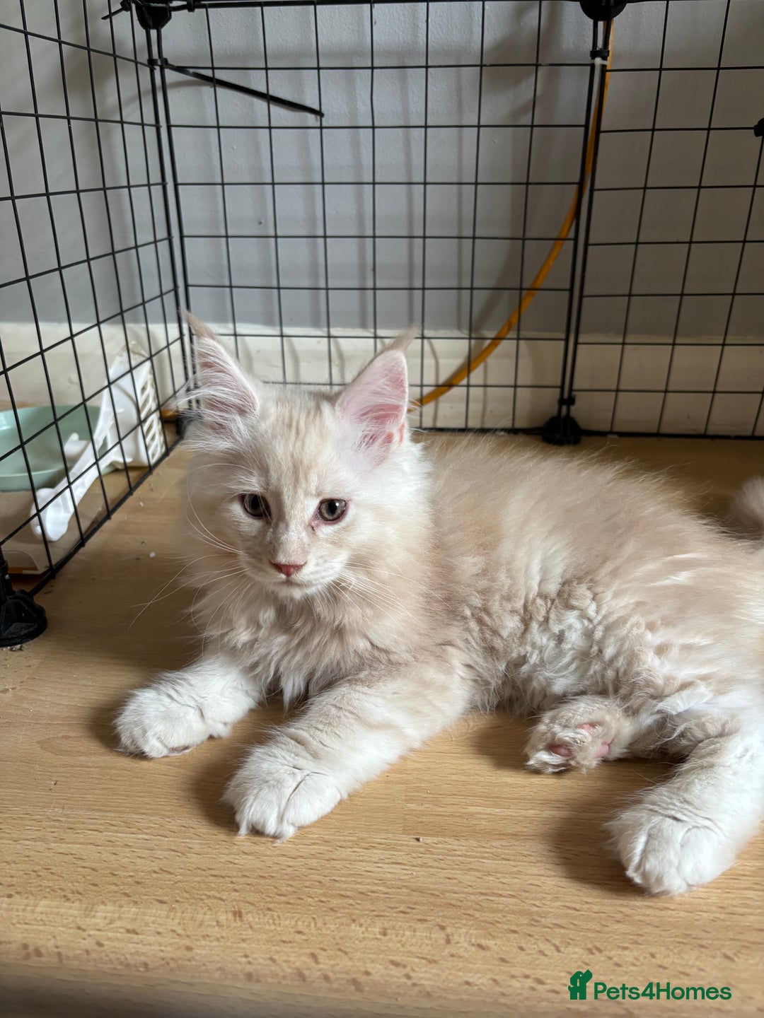 Maine Coon cats for sale: Maine coon kittens - Image 5