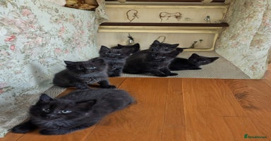 Mixed Breed cats - Advert 5