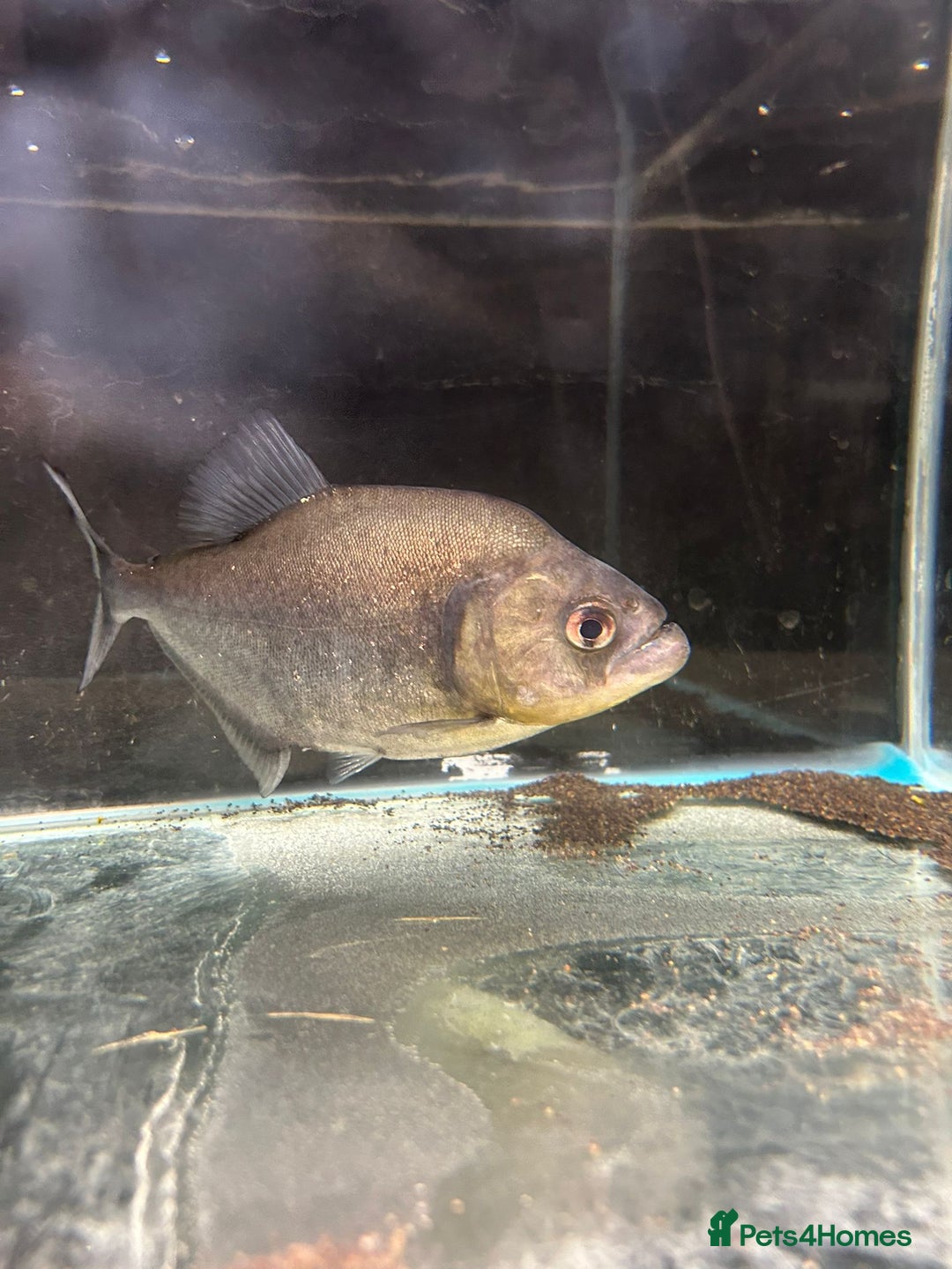 Piranhas fish for sale: Piranhas  - Image 3