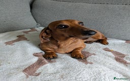 Miniature Dachshund dogs for sale: Lovely Miniature Dachshund  - Advert 6