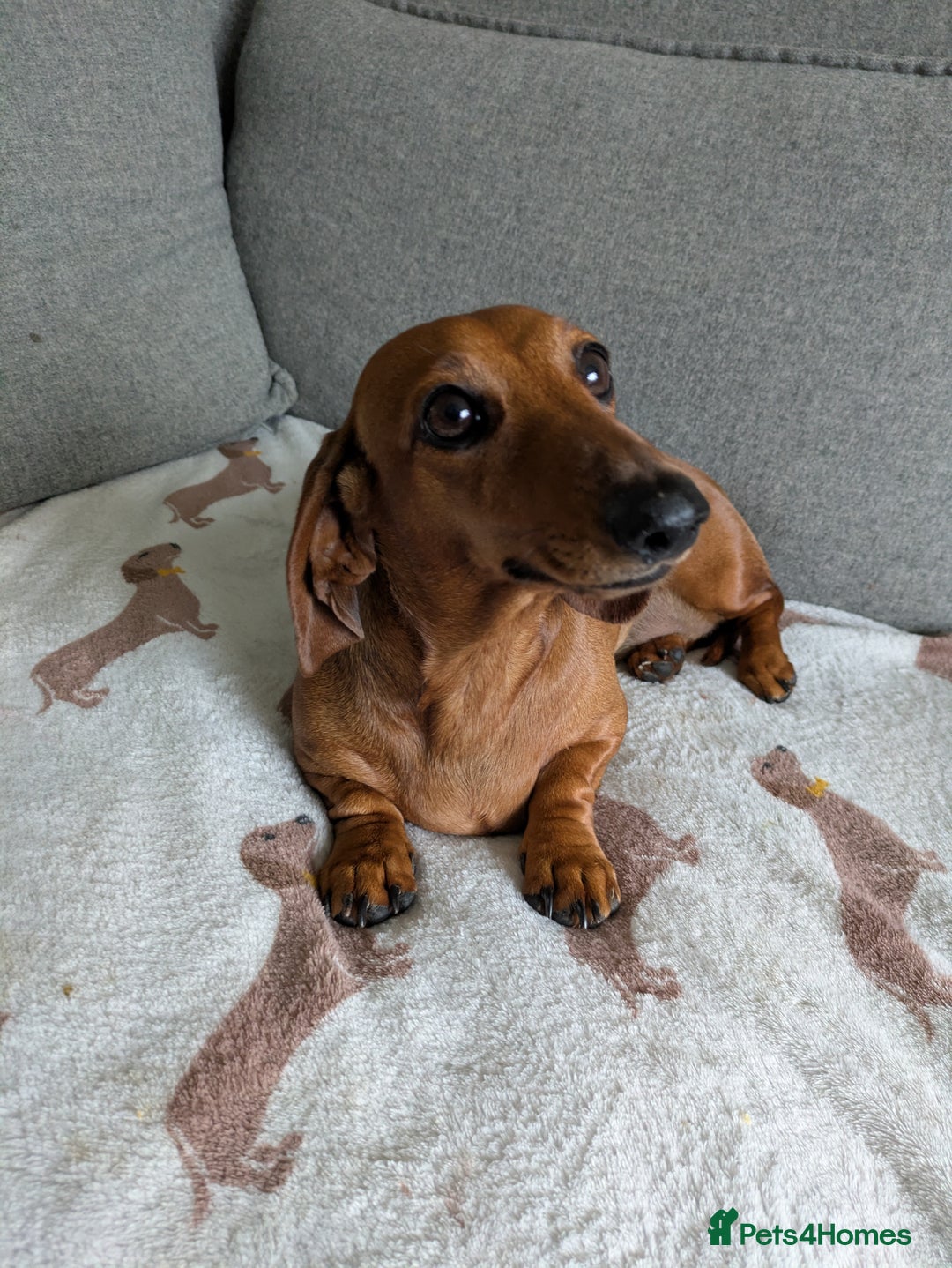 Miniature Dachshund dogs for sale: Lovely Miniature Dachshund  - Advert 6