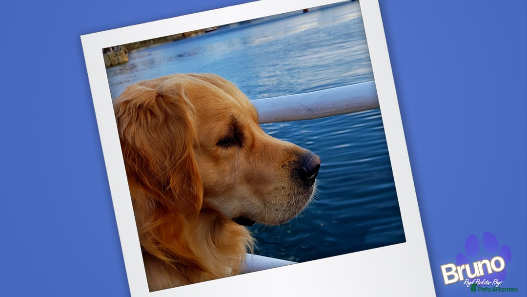 Golden Retriever dogs for stud: KCReg Well Proven Golden Stud, Health & DNA Tested in Wilmslow - Image 13