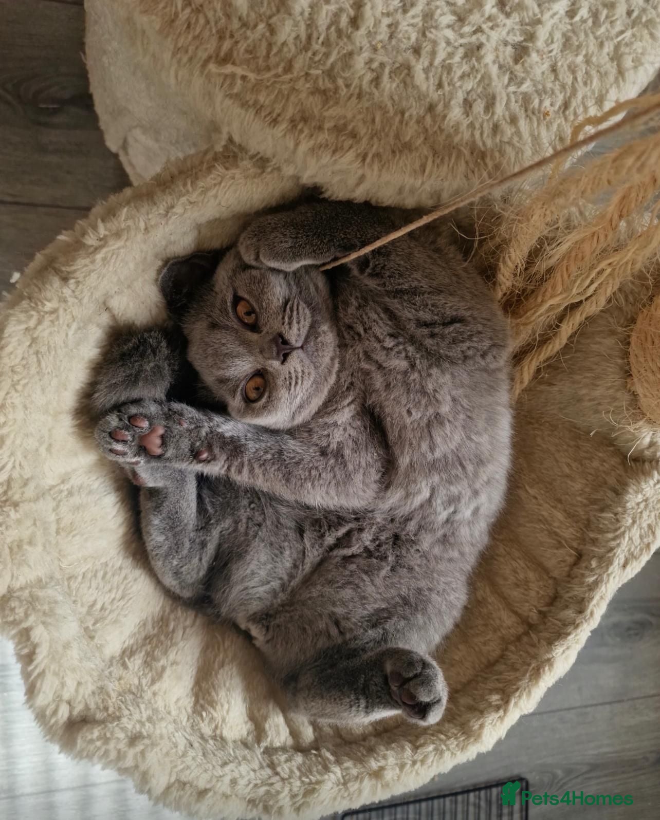 British Shorthair cats Only 2 sweet blue Britishshorthair kittens girls  - Advert 2