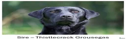 Labrador Retriever dogs for sale: KC Registered, Fully Health Tested  - Advert 4