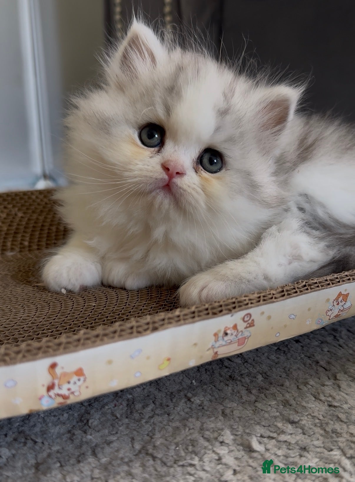 Persian cats for sale: Persian doll face kittens - Advert 15