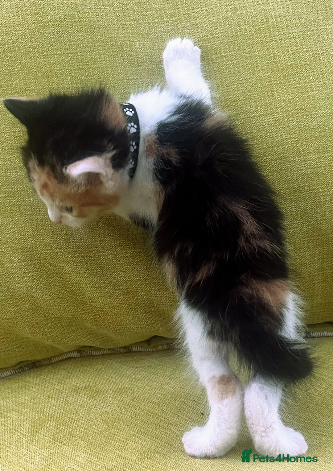 Mixed Breed cats for sale: CLEMMIE’S CUTIES  - Image 9
