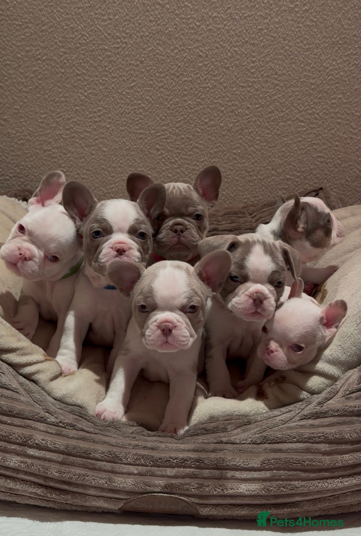 French Bulldog dogs 6x KC registered French Bulldogs - Advert 1