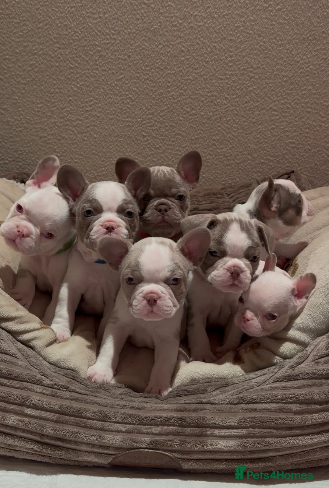 French Bulldog dogs for sale: 6x KC registered French Bulldogs - Advert 1