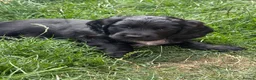 Cocker Spaniel dogs for sale: Working cocker spaniels - Advert 12