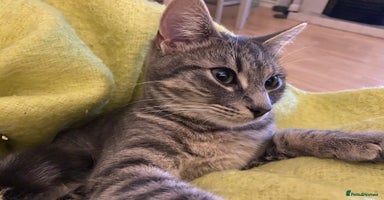 Mixed Breed cats - Advert 2