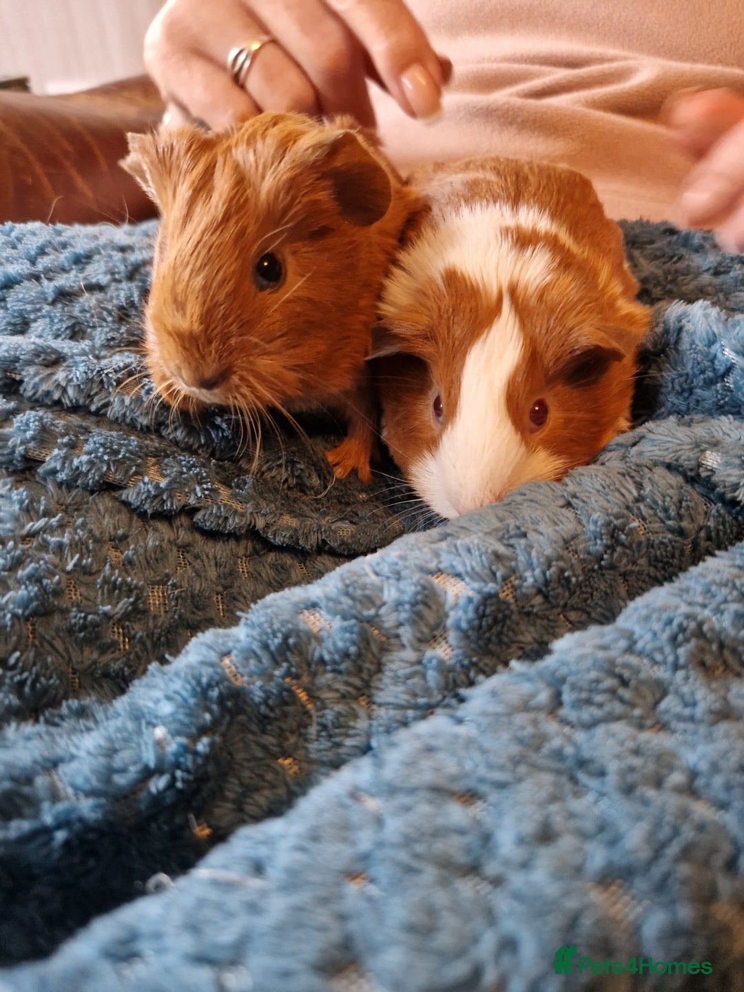 Guinea Pig rodents for sale: Two bond brothers ready on 11th feb 26 - Advert 5