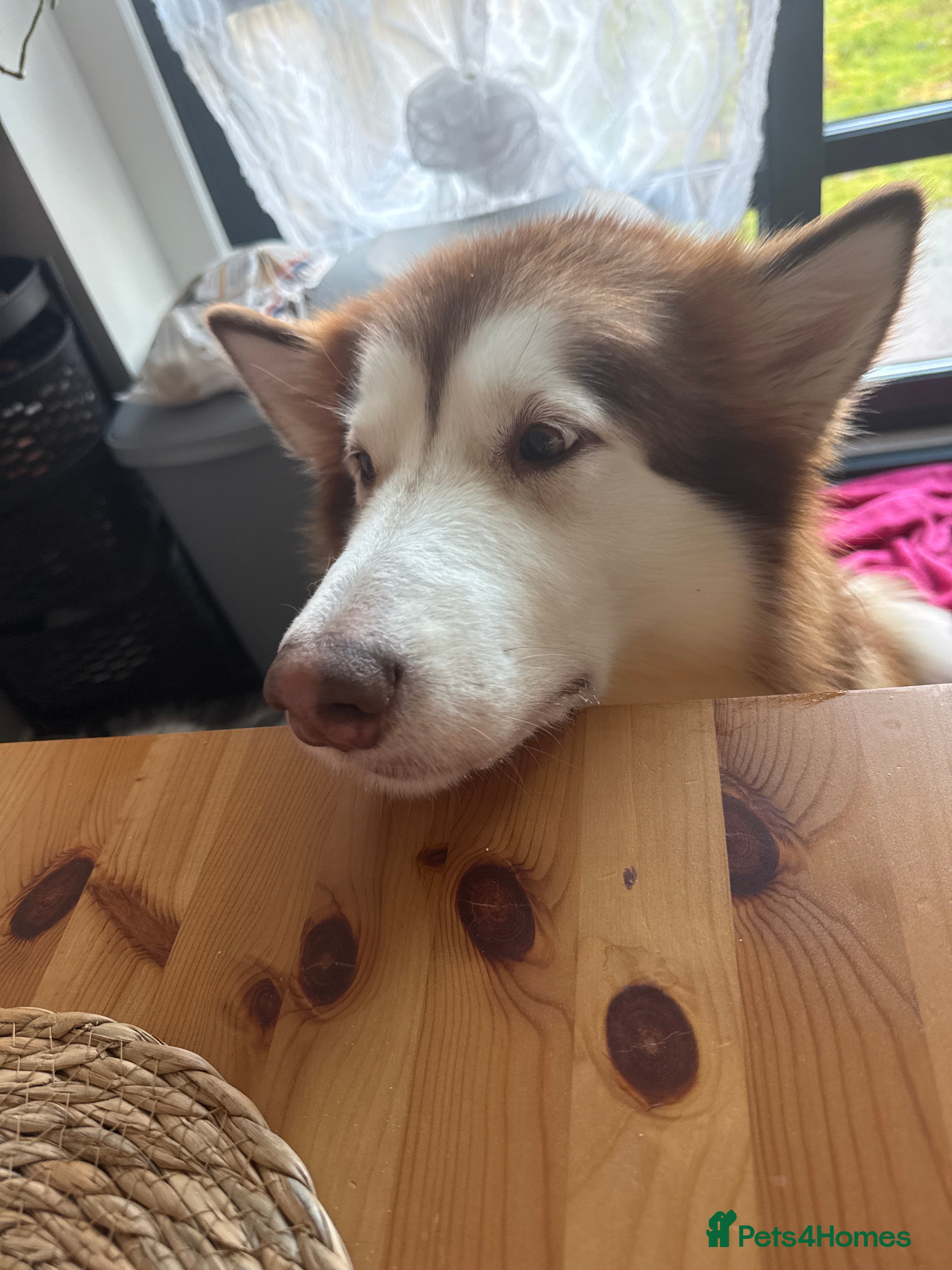 Alaskan Malamute dogs Gorgeous girl for sale - Advert 10