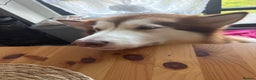 Alaskan Malamute dogs for sale: Gorgeous girl for sale - Advert 1