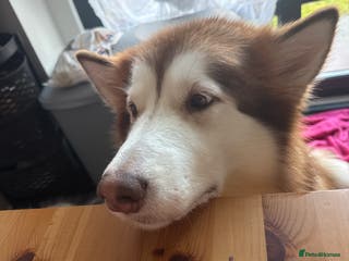 Alaskan Malamute dogs Gorgeous girl for sale - Advert 10