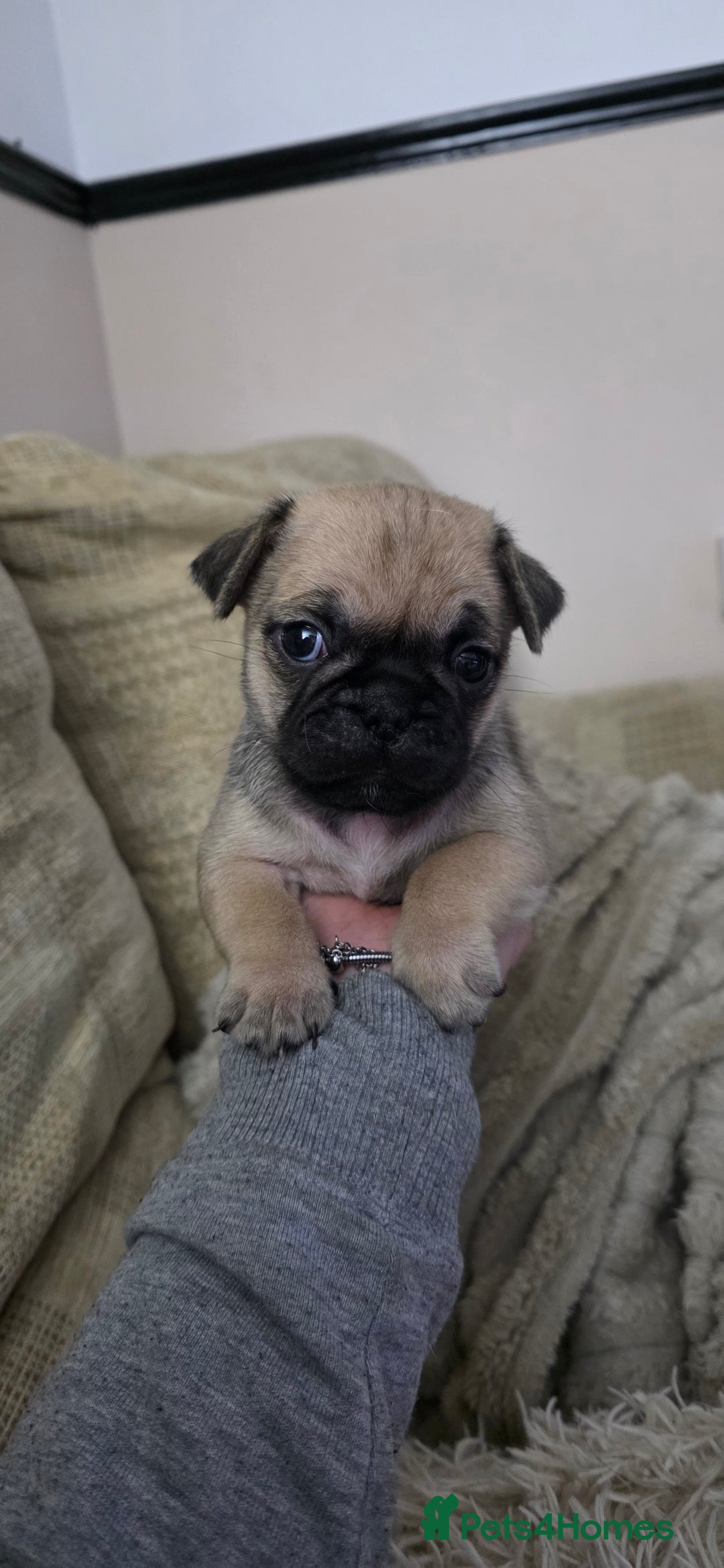Puggle Puppies for sale Pets4Homes