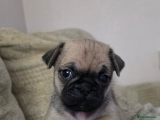 Mixed Breed dogs - Advert 1