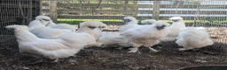 Chickens poultry for sale: Silkies  in Hockley - Advert 3