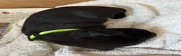 Labrador Retriever dogs for sale: Two Black KC Reg Labrador bitches from litter  in Yelverton - Advert 19