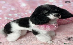 Shihpoo dogs for sale: Beautiful Red and White Parti Shipoo Girls  - Image 15