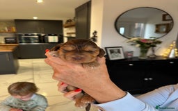 Cocker Spaniel dogs for sale: English show spaniels for sale - Image 1