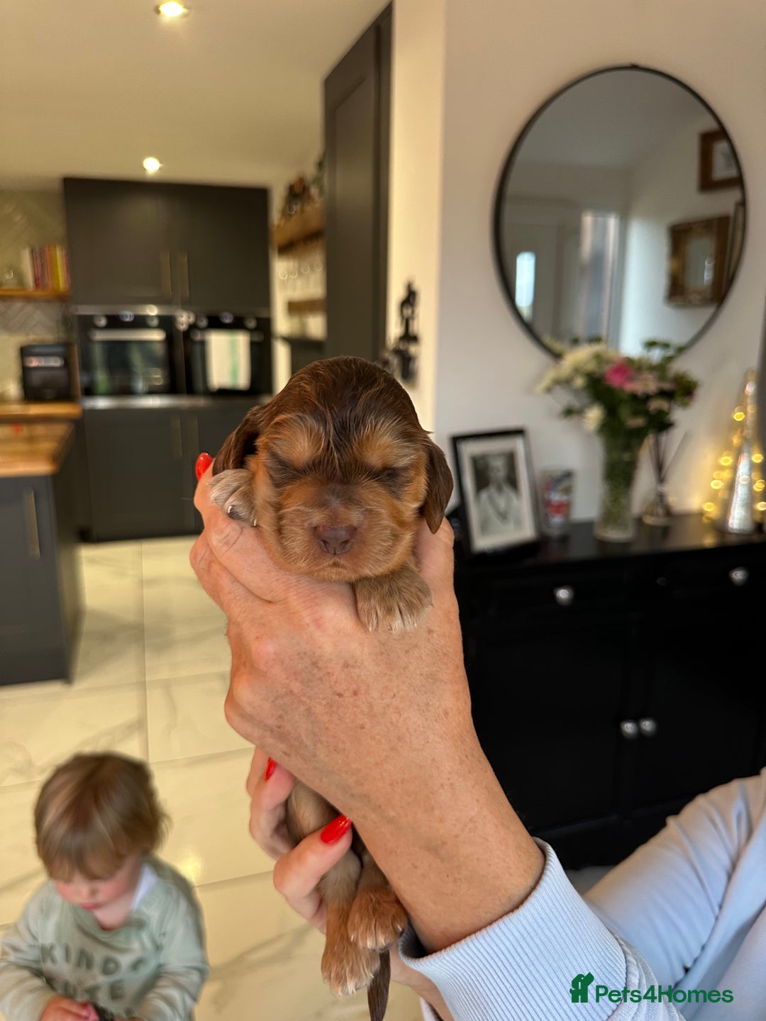 Cocker Spaniel dogs for sale: English show spaniels for sale - Image 1