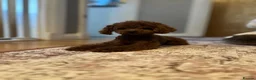 Toy Poodle dogs for sale: 🔝 Top Quality Asian Poodle Puppies DNA Tested🧬  - Advert 6
