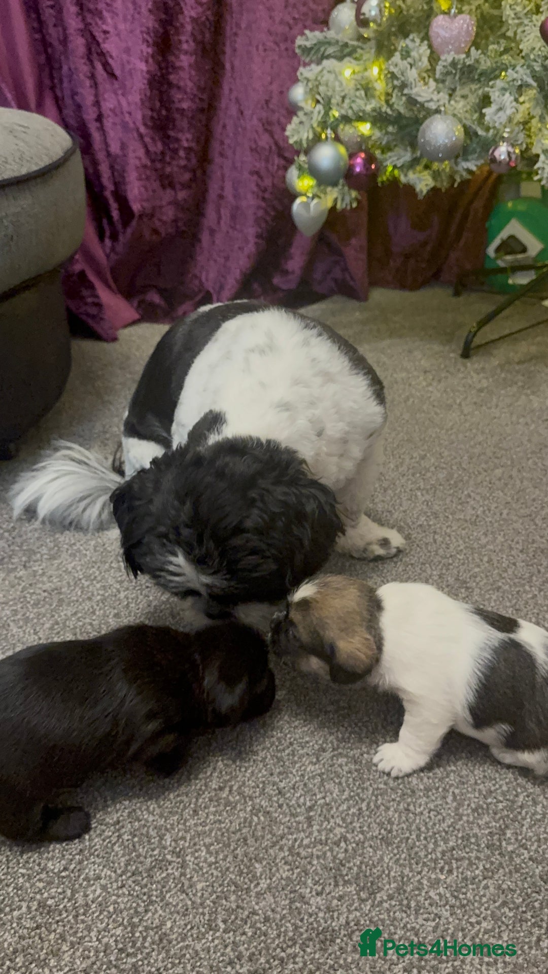 Mixed Breed dogs for sale: Beautiful pups looking for their forever home! - Advert 3