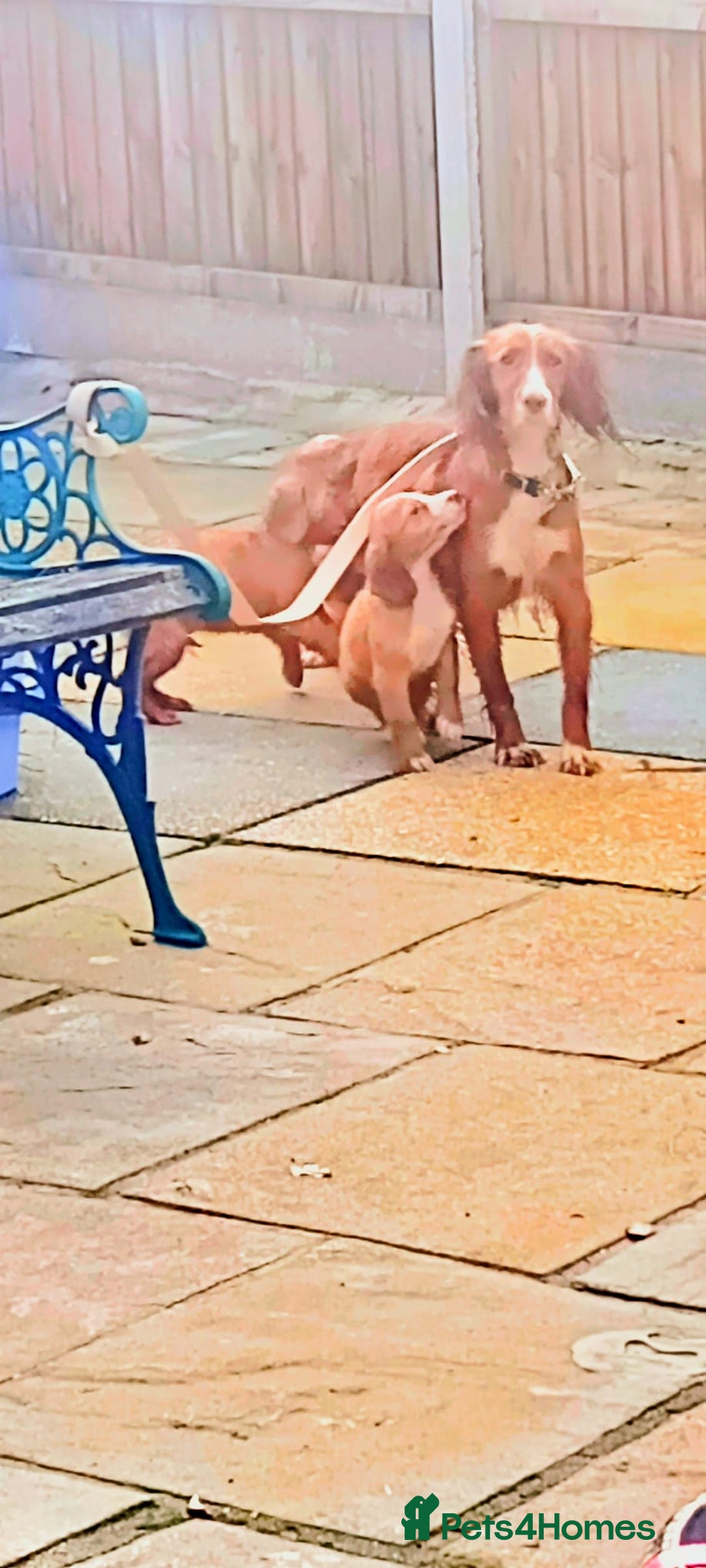 Cocker Spaniel dogs for sale: Working cocker spaniel puppies  - Advert 3