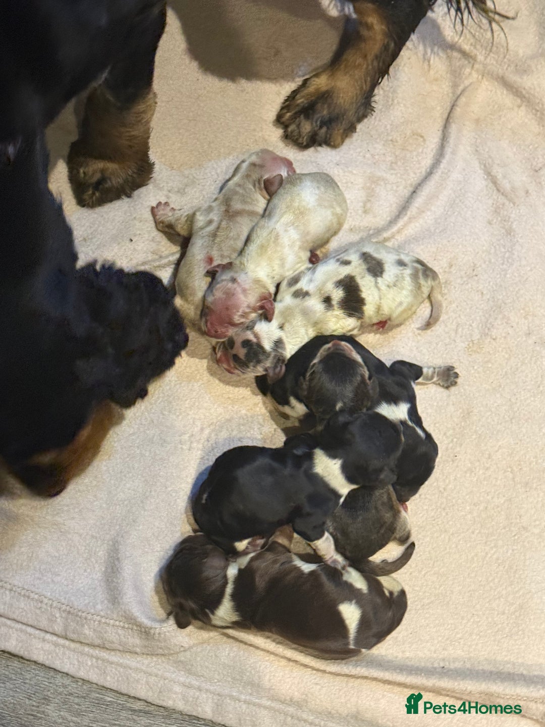 Cocker Spaniel dogs for sale: KC Show Cocker Spaniels  - Advert 7