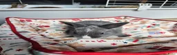 Netherland Dwarf rabbits for sale: Baby bunny - Advert 26
