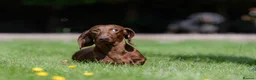 Miniature Dachshund dogs for stud: Miniature Dachshund Stud - Advert 11