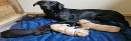 Labrador Retriever dogs for sale: Kc labrador puppy - Advert 1