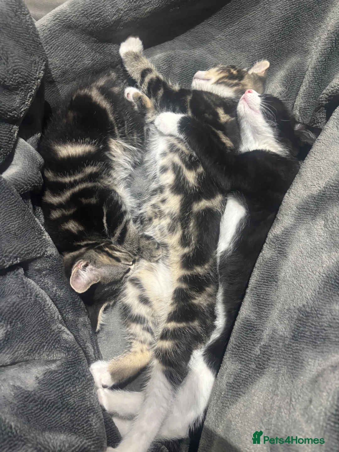 British Shorthair cats for sale: Lovely kitten half British short hair - Advert 2