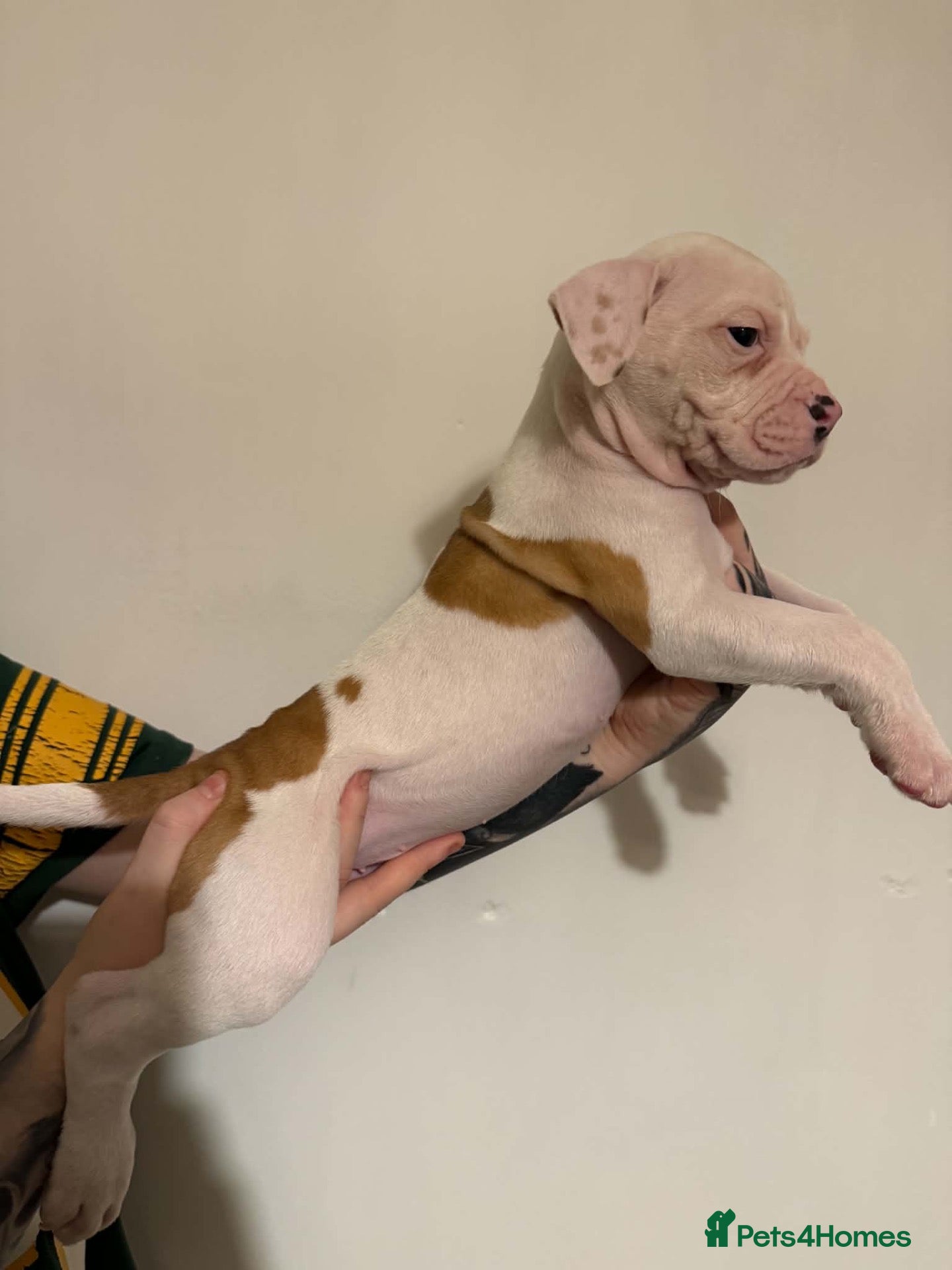 American Bulldog dogs for sale: Last male American bulldog puppy  - Advert 5