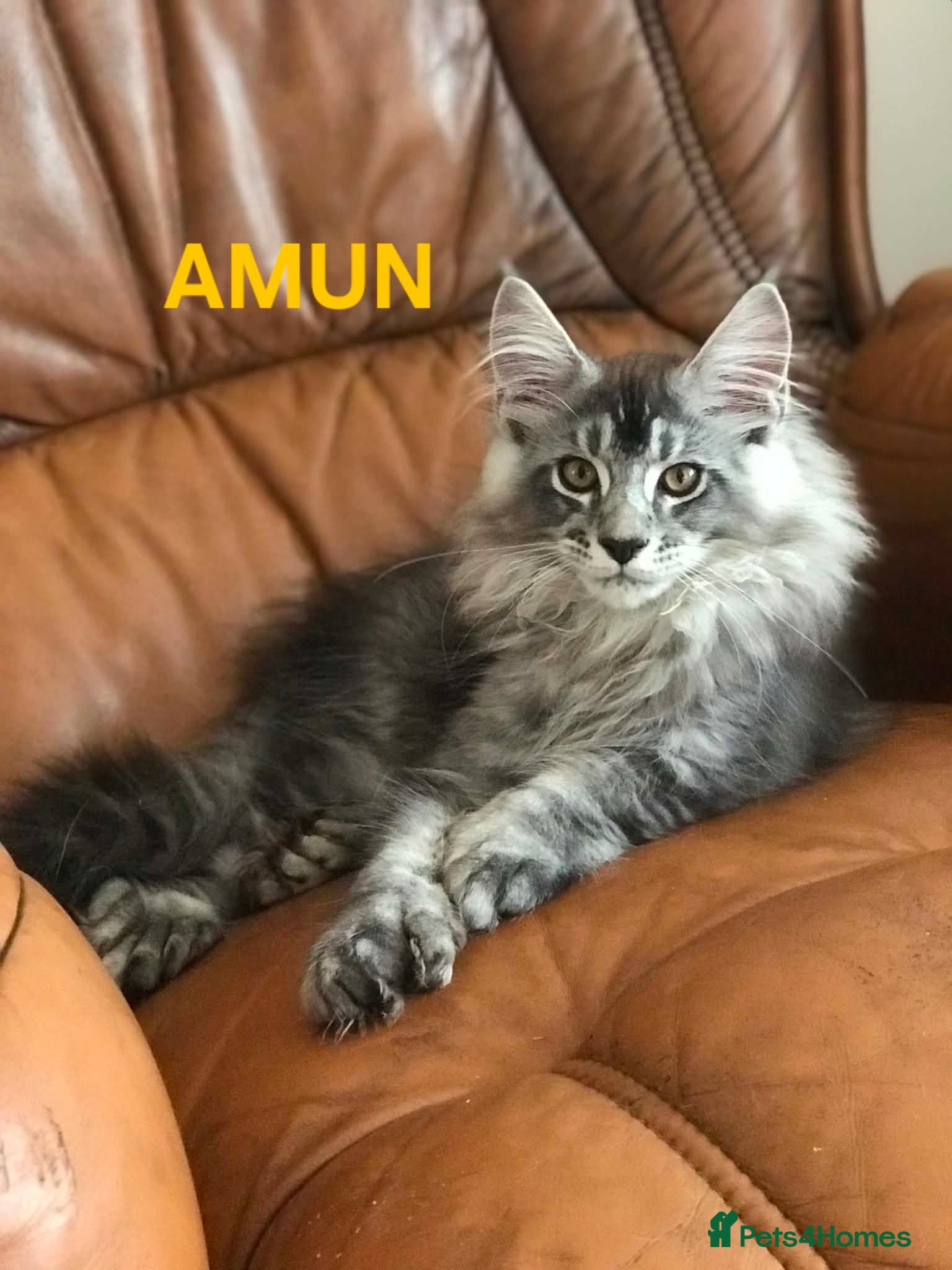 Maine Coon cats POLYDACTYL MAINE COON KITTENS - Advert 2