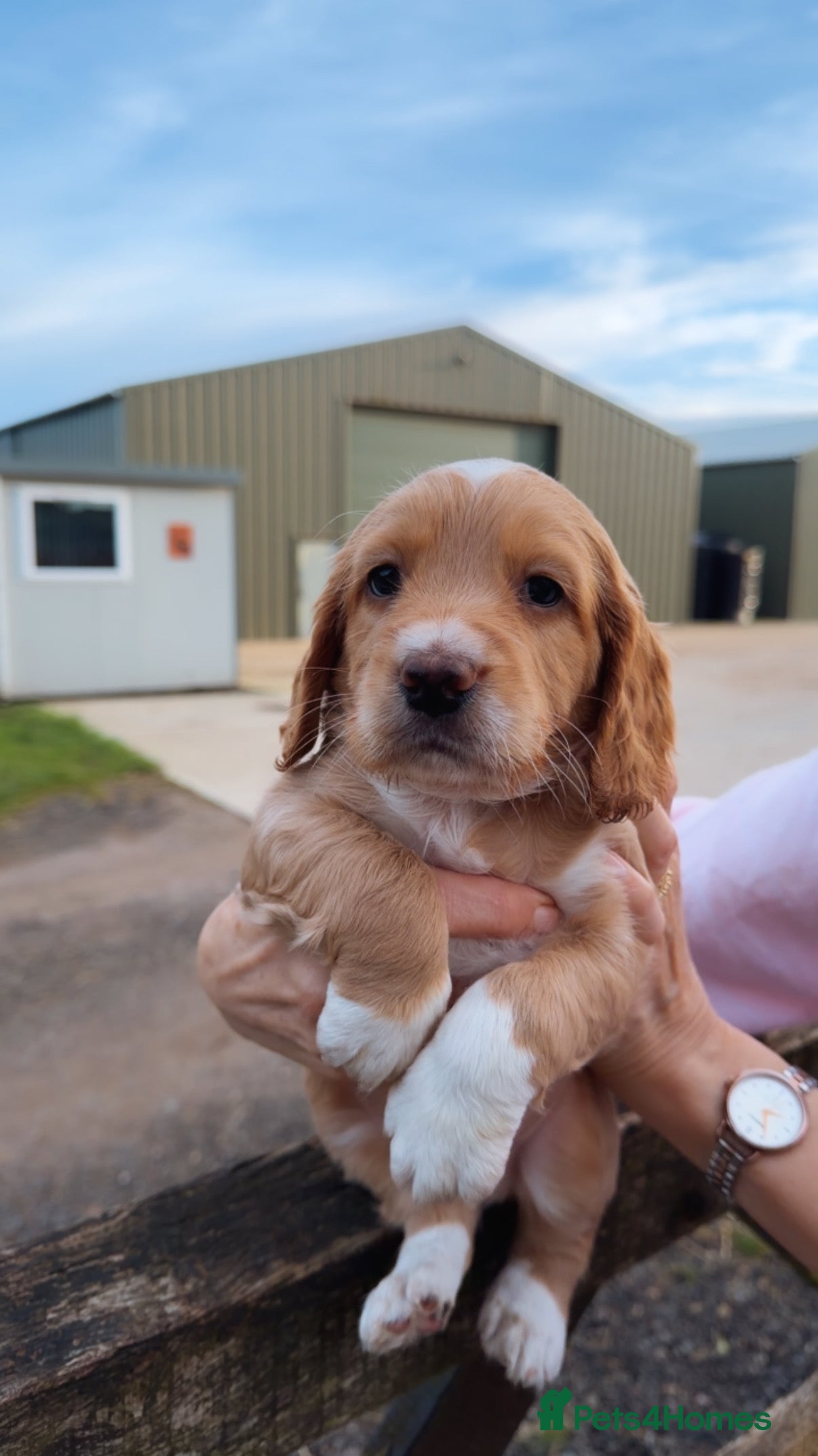 Cocker Spaniel dogs Working cocker spaniel puppies - Advert 12