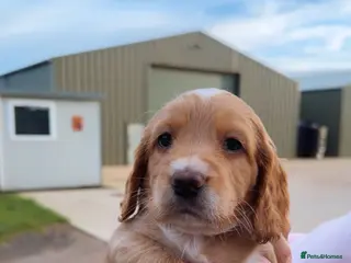 Cocker Spaniel dogs Working cocker spaniel puppies - Advert 12
