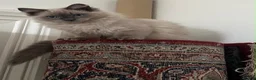 Ragdoll cats for sale: Ragdoll lilac point  - Advert 5