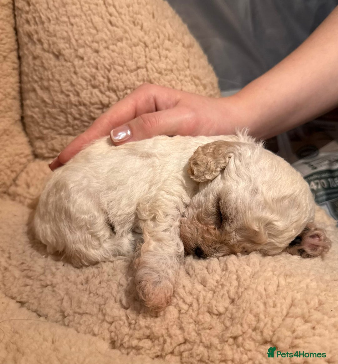 Mixed Breed dogs for sale: Gorgeous cavapoochon puppies - Advert 27
