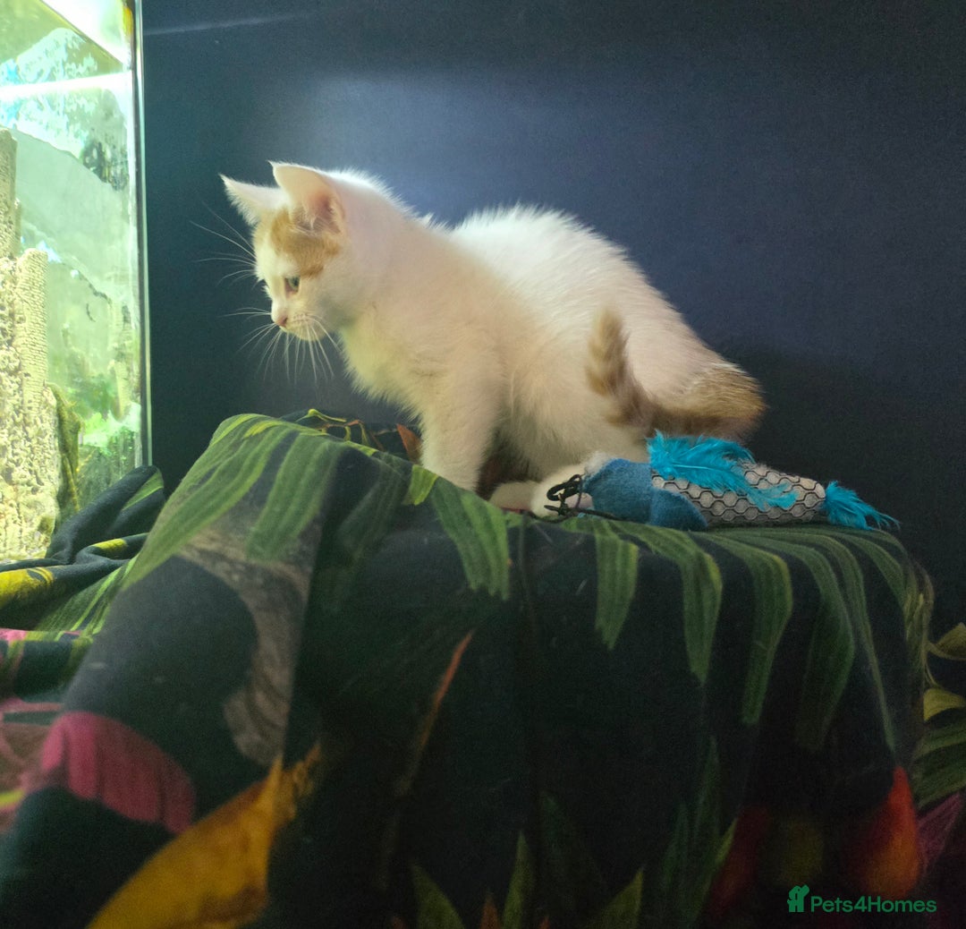 Mixed Breed cats for sale: SweetPlayfulKitten–Socialised with Dog 😻 - Image 10