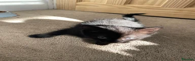 Domestic Shorthair 2