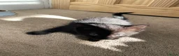 Domestic Shorthair cats for sale: Beautiful domestic shorthairs in Eastbourne - Advert 2