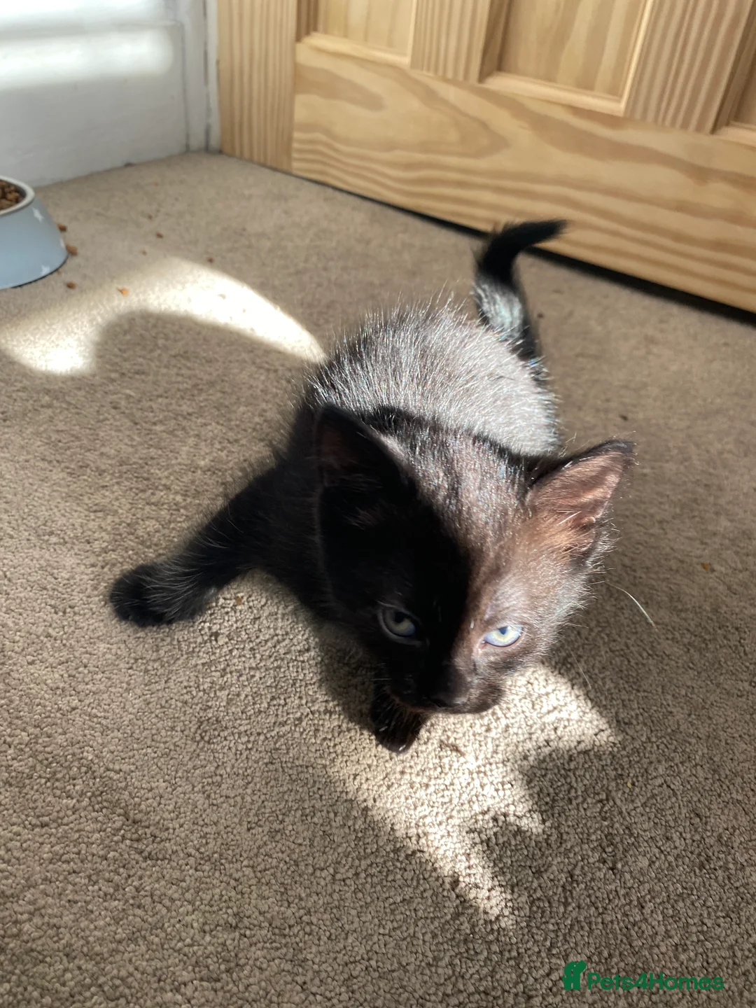 Domestic Shorthair cats for sale: Beautiful domestic shorthairs in Eastbourne - Advert 2