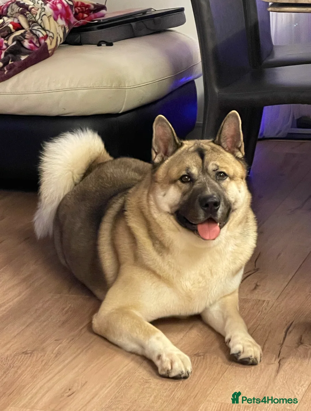 Akita dogs for sale: 4-Year-Old Male Akita Dog – Experienced Home Only - Advert 12