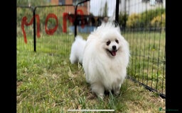 Pomeranian dogs for sale: 🐾✨ Rare White Extra Tiny Size Pomeranian Puppies  - Image 18