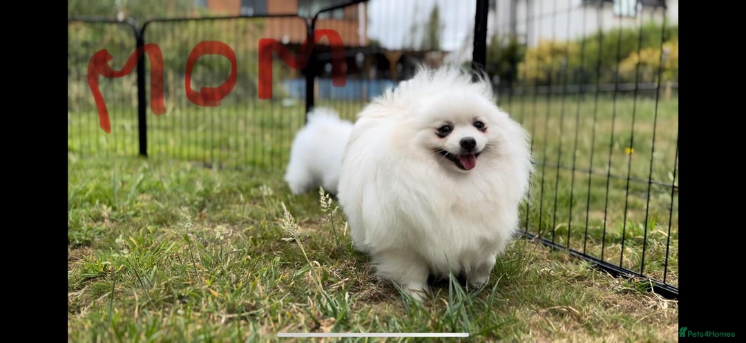 Pomeranian dogs for sale: 🐾✨ Rare White Extra Tiny Size Pomeranian Puppies  - Image 18