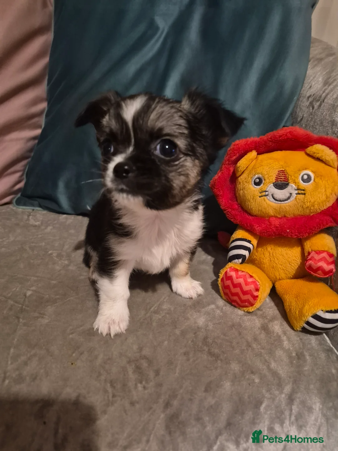 Chihuahua dogs for sale: Pure Chihuahua puppies  - Advert 20