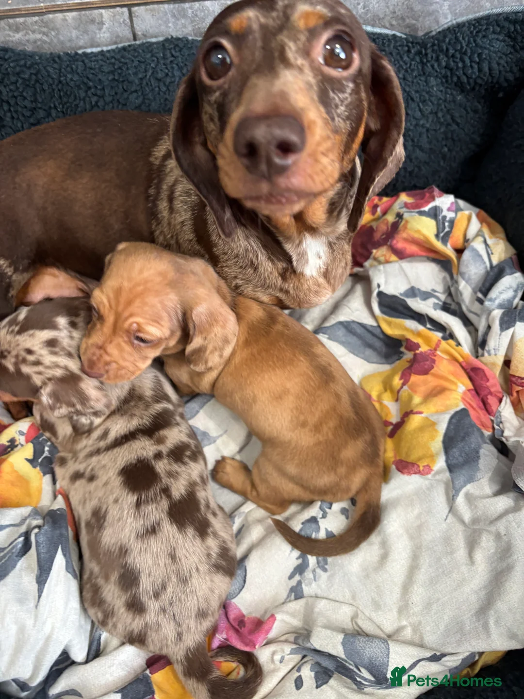 Miniature Dachshund dogs for sale: KC registered Miniature great bloodline  - Advert 24