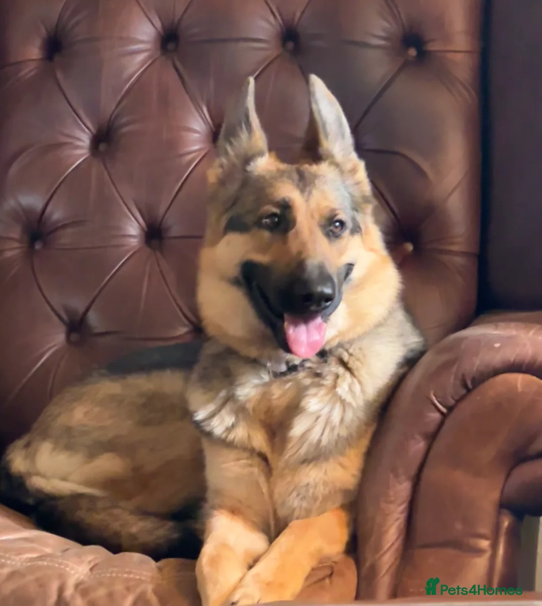 German Shepherd dogs for sale: German shepherd KC straight back bitch  - Advert 1